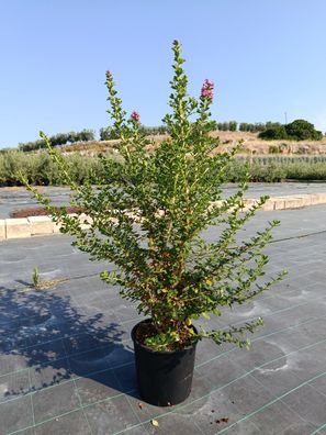 Pflanze - Escallonie - Escallonia x hybrida apple blossom - 80 cm inkl. Topf kau