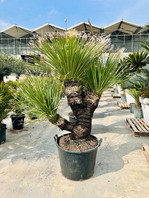 Rauschopf - Raugras - Dasylirion serratifolium - 150 cm inkl. Topf kaufen