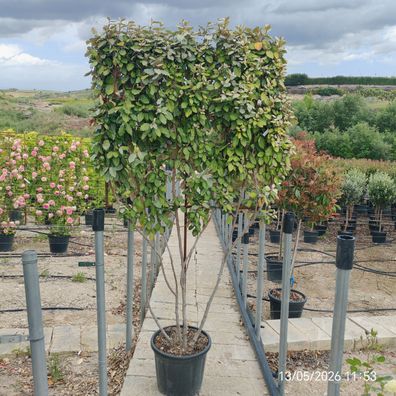 Ölweide - Eleagnus ebbingei compacta - 215 cm inkl. Topf kaufen