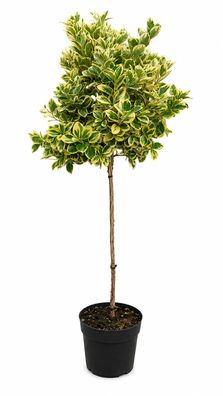 Spindelstrauch - Euonymus japonicus Stamm - 110 cm inkl. Topf kaufen