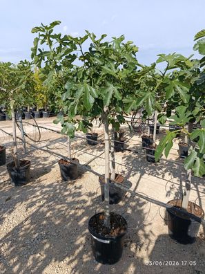 Feigenbaum - Ficus carica Feige Baum Stamm 12-14cm - 160 cm inkl. Topf kaufen