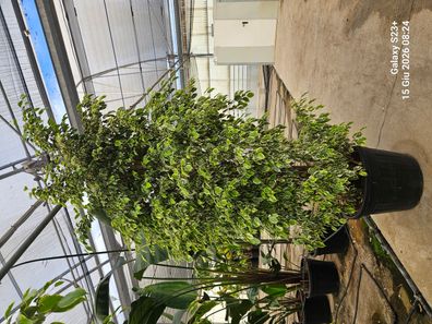Birkenfeige - Ficus benjamina variegato Feige - 230 cm inkl. Topf kaufen
