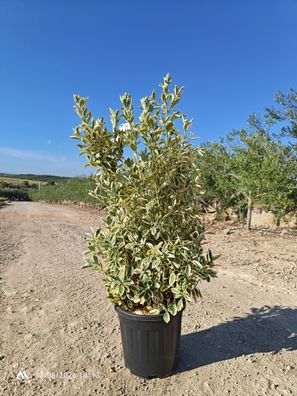 Spindelstrauch - Euonymus japonicus Busch Bravo - 110 cm inkl. Topf kaufen