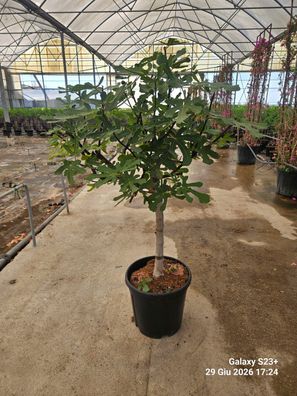 Feigenbaum - Ficus carica Feige dicker Stamm 6-8cm - 90 cm inkl. Topf kaufen
