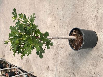 Feigenbaum - Ficus carica Feige dicker Stamm - 90 cm inkl. Topf kaufen