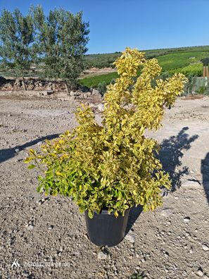 Spindelstrauch - Euonymus japonicus Aurea Busch - 110 cm inkl. Topf kaufen