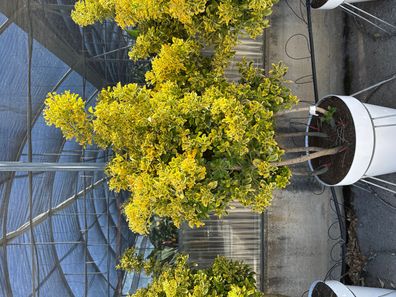 Spindelstrauch - Euonymus japonicus - 160 cm inkl. Topf kaufen