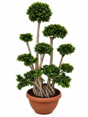 Ficus ginseng bonsai Feige - 220 cm inkl. Topf kaufen