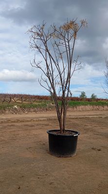 Pflanze - Gartenpflanze - Melia azedarach - 400 cm inkl. Topf