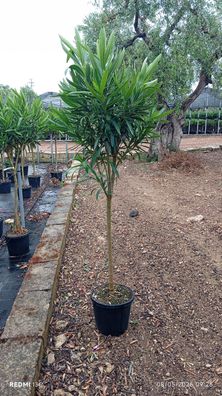 Oleander - Nerium oleander Stamm weiss - 150-170 cm inkl. Topf