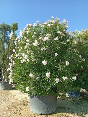 Oleander - Nerium Weiss oleander XXL - 410 cm inkl. Topf