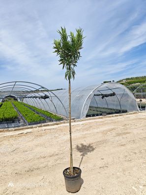 Oleander - Nerium oleander weiss Hochstamm - 275 cm inkl. Topf