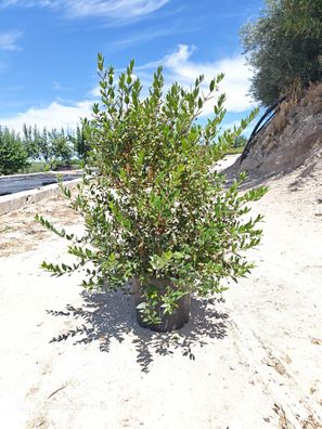 Pflanze - Myrte - Myrtus communis - 110 cm inkl. Topf