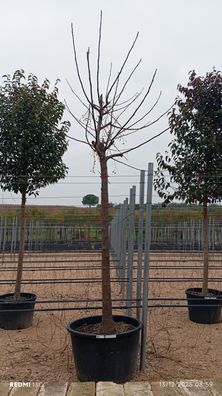 Pflanze - Gartenpflanze - Melia azedarach - 350 cm inkl. Topf