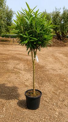 Oleander - Nerium oleander weiss Stamm - 155 cm inkl. Topf