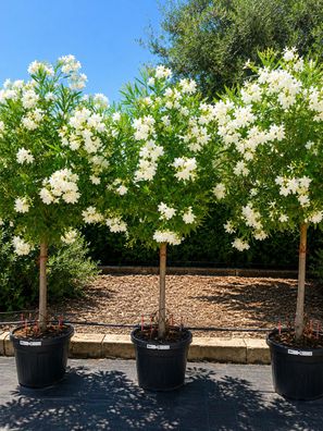 Oleander - Nerium oleander weiss dicker Stamm - 250 cm inkl. Topf