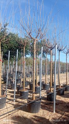 Maulbeerbaum - Morus - 400 cm inkl. Topf