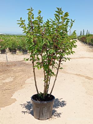 Maulbeerbaum - Morus rotundiloba mojo berry - 190 cm