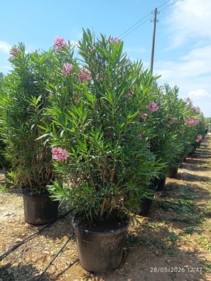 Oleander - Nerium Rosa - 250 cm inkl. Topf