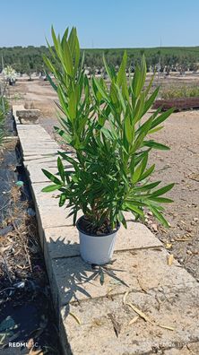 Oleander - Nerium oleander weiss - 75 cm inkl. Topf