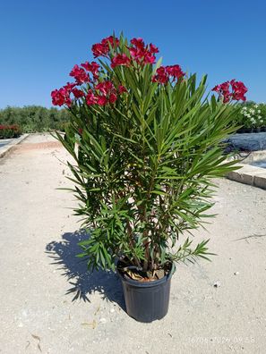 Oleander - Nerium rot - 130-150 cm inkl. Topf