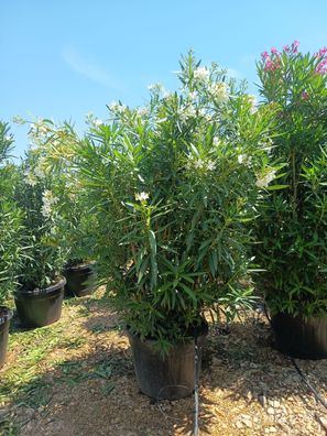 Oleander - Nerium oleander XXL - 230 cm inkl. Topf