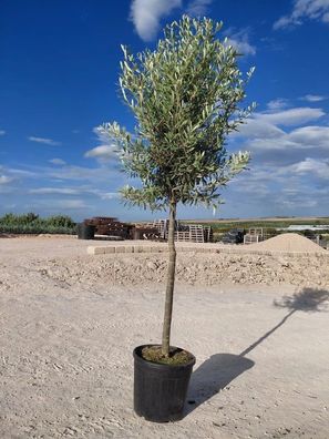 Olivenbaum - Olea europaea - 155 cm inkl. Topf