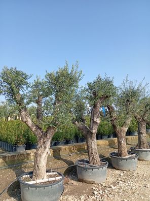 Olivenbaum - Olea europaea - 240 cm inkl. Topf