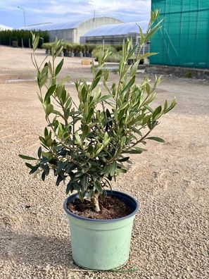 Olivenbaum - Olea europaea