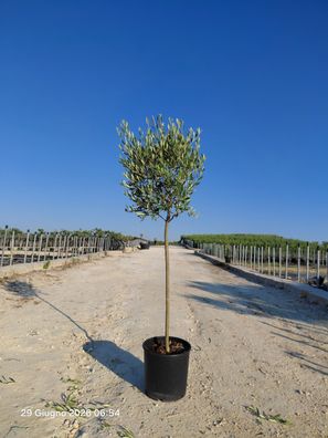 Olivenbaum - Olea europaea - 100 cm inkl. Topf