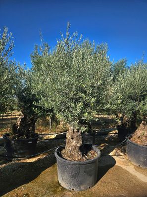 Olivenbaum - Olea europaea bonsai - 240 cm inkl. Topf