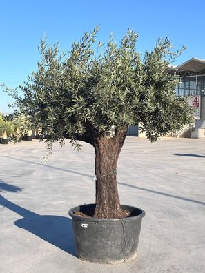 Olivenbaum - Olea europaea bonsai 100 - 190 cm inkl. Topf