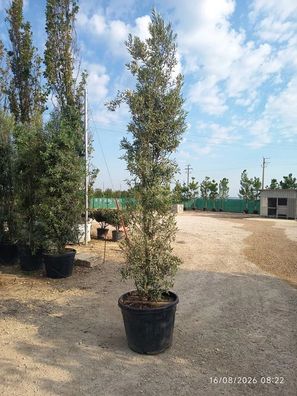 Olivenbaum - Olea europaea - 350 cm inkl. Topf