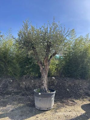 Olivenbaum - Olea europaea - 290 cm inkl. Topf