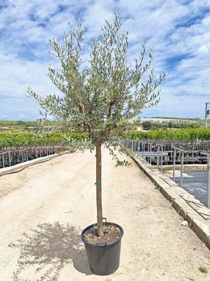 Olivenbaum - Olea europaea - 220 cm inkl. Topf