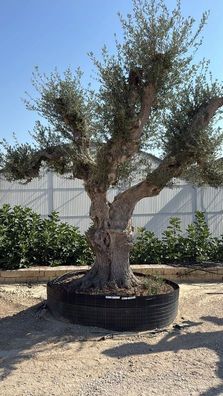 Olivenbaum - Olea europaea - 430 cm inkl. Topf