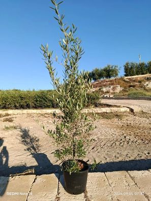 Olivenbaum - Olea europaea - 80 cm inkl. Topf