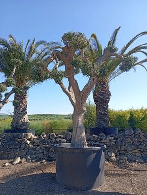 Olivenbaum - Olea europaea pon pon 80 bella di spagna - 310 cm inkl. Topf