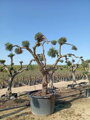Olivenbaum - Olea europaea pon pon 100 coratina - 280 cm inkl. Topf