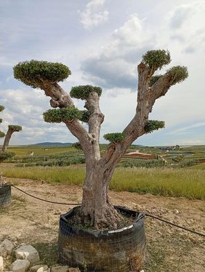Olivenbaum - Olea europaea - 260 cm inkl. Topf