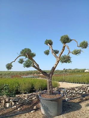 Olivenbaum - Olea europaea pon pon 110 coratina - 280 cm inkl. Topf