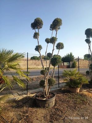 Olivenbaum - Olea europaea pon pon 80 bella di spagna - 250 cm inkl. Topf