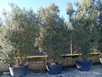 Olivenbaum - Olea europaea - 400 cm inkl. Topf