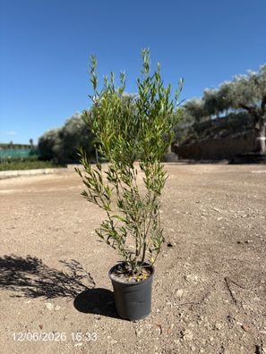 Pflanze - Gartenpflanze - Phillyrea angustifolia - 100 cm inkl. Topf