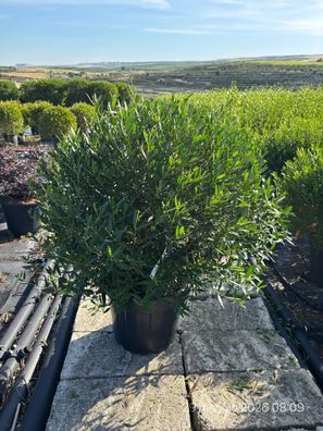 Pflanze - Gartenpflanze - Phillyrea angustifolia Kugel - 60 cm inkl. Topf