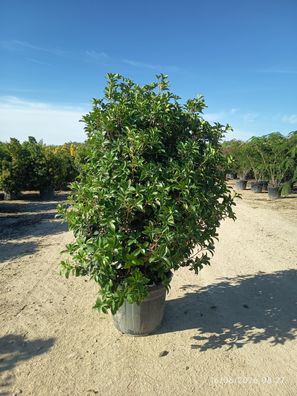 Pflanze - Gartenpflanze - Osmanthus aquifolium - 200-220 cm inkl. Topf