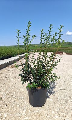 Pflanze - Gartenpflanze - Osmanthus x burkwoodii - 100-120 cm inkl. Topf