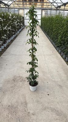 Gartenpflanze - Pandorea jasminoides - 170 cm inkl. Topf