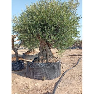 Luxus Olivenbaum Olea europaea | 160 cm Stammumfang, Höhe 350-400 cm