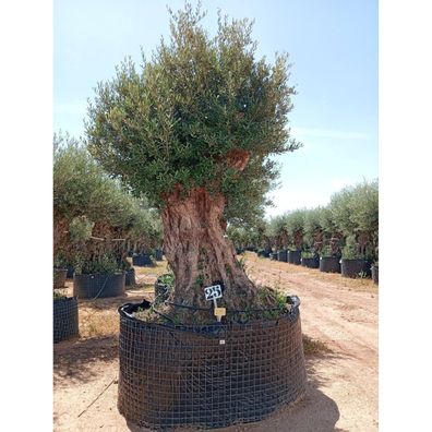 Olivenbaum Bonsai 100 Jahre+ Olea europaea | 140-160 cm Stammumfang